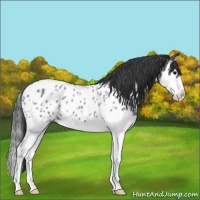 Horse Color:Blue Roan Splash Appaloosa