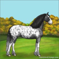 Horse Color:Blue Roan Splash Near Leopard 