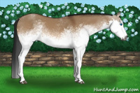 Horse Color:Gray White Spotted Bay Dun Splash