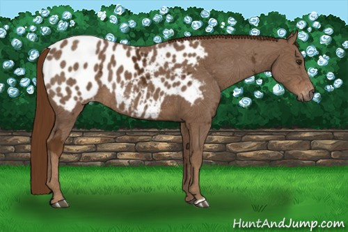 Horse Color:Gray Chestnut Ice Appaloosa