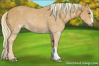 Horse Color:Palomino 