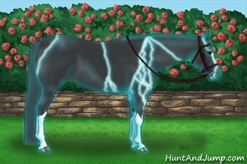 Horse Color:Thunderstruck Black