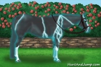 Horse Color:Thunderstruck Black