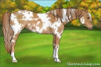 Horse Color:White Spotted Chestnut