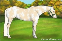 Horse Color:White Spotted Palomino Appaloosa