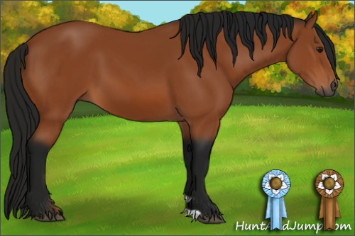 Horse Color:Gray Bay 