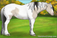 Horse Color:Gray Amber Champagne Dun Splash Tobiano Frame