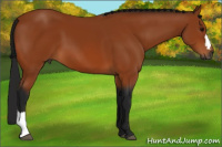 Horse Color:Gray Bay 