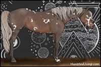Horse Color:White Spotted Silver Black