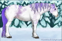 Horse Color:Watercolor White Spotted Bay Appaloosa
