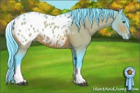 Horse Color:Watercolor White Spotted Bay Appaloosa 