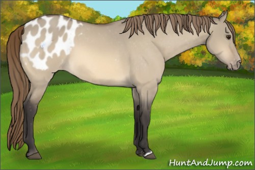 Horse Color:Buckskin Dun Appaloosa 