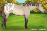 Horse Color:Buckskin Dun Appaloosa 