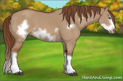Horse Color:Red Dun Splash Frame