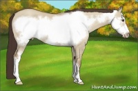 Horse Color:Classic Champagne Dun Frame 