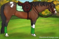 Horse Color:Bay Appaloosa 