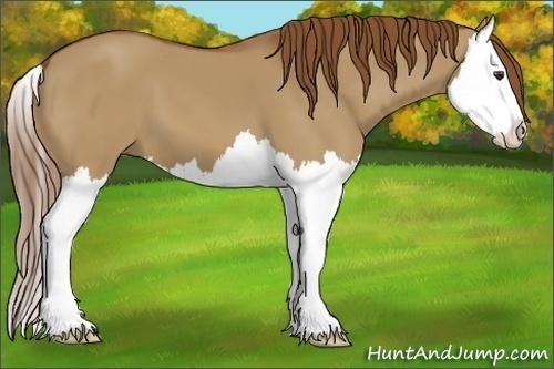 Horse Color:Red Dun Splash