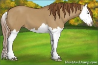 Horse Color:Red Dun Splash 