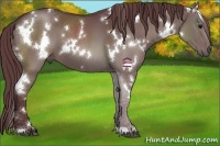 Horse Color:White Spotted Chocolate Black