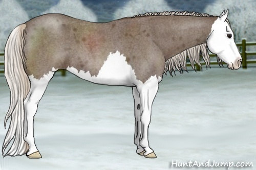 Horse Color:Silver Blue Roan Splash 