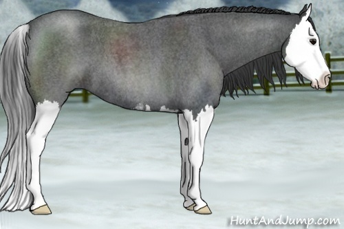Horse Color:Blue Roan Sabino Splash 