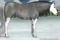 Horse Color:Blue Roan Sabino Splash