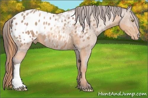 Horse Color:Gold Champagne Appaloosa  and Amber Champagne Appaloosa 