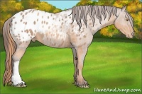 Horse Color:Gold Champagne Appaloosa  and Amber Champagne Appaloosa 