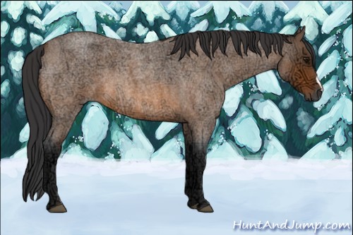 Horse Color:Bay Ice Roan 