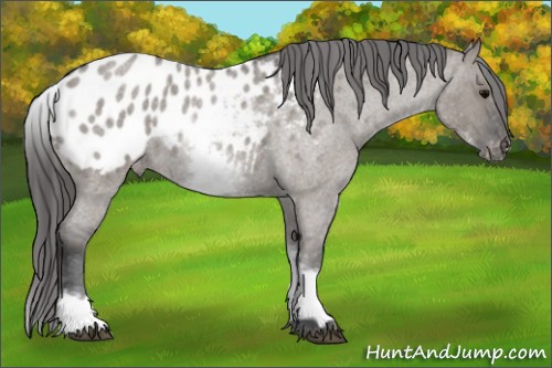 Horse Color:White Spotted Grullo Roan Appaloosa 