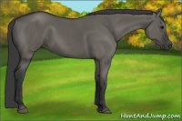Horse Color:Grullo 