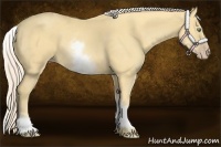 Horse Color:White Spotted Gold Cream Champagne 