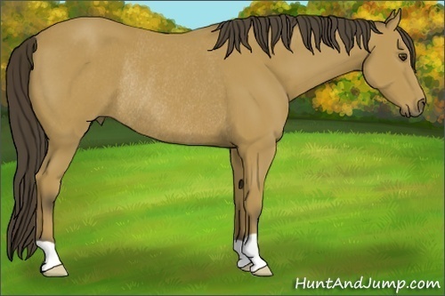 Horse Color:Buckskin Rabicano