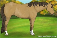 Horse Color:Buckskin Rabicano