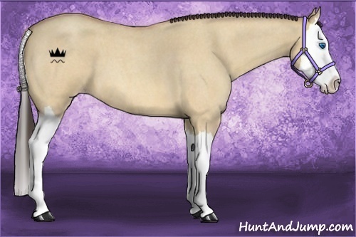 Horse Color:Amber Champagne Roan Dun Splash