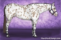Horse Color:Bay Dun Appaloosa 
