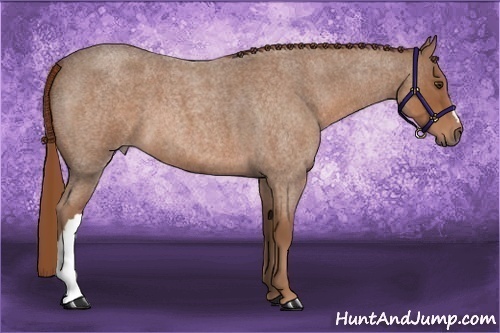 Horse Color:Red Roan 