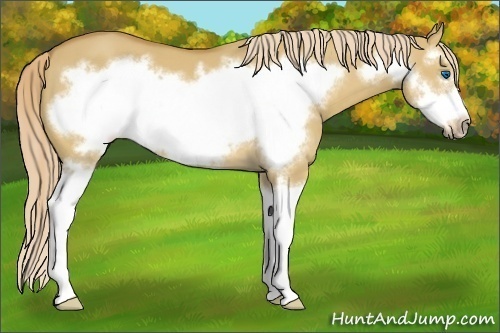 Horse Color:Palomino Dun Sabino Splash Frame 