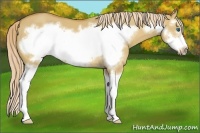 Horse Color:Palomino Dun Sabino Splash Frame 