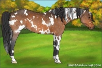 Horse Color:White Spotted Bay 