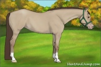 Horse Color:Classic Champagne Dun 