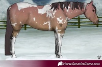 Horse Color:White Spotted Buckskin Tobiano 