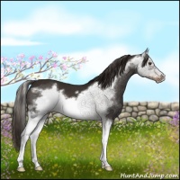 Horse Color:Liver Chestnut Sabino Splash Frame Varnish 