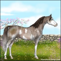 Horse Color:Liver Chestnut Splash 