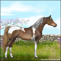 Horse Color:Liver Chestnut Tobiano 