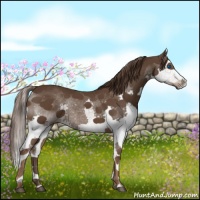 Horse Color:Liver Chestnut Splash
