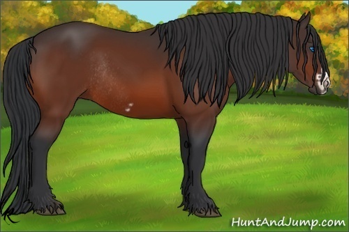 Horse Color:Bay Frame Rabicano 