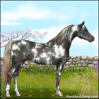 Horse Color:White Spotted Liver Chestnut Rabicano 