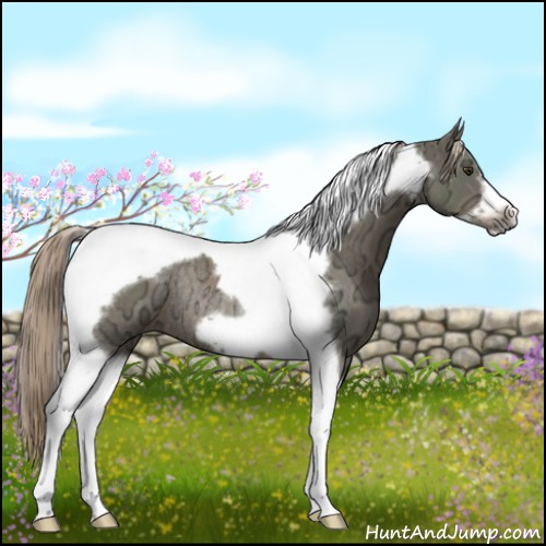 Horse Color:Chocolate Palomino Ice Tobiano Frame Rabicano 