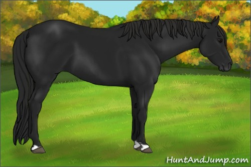 Horse Color:Gray Black 